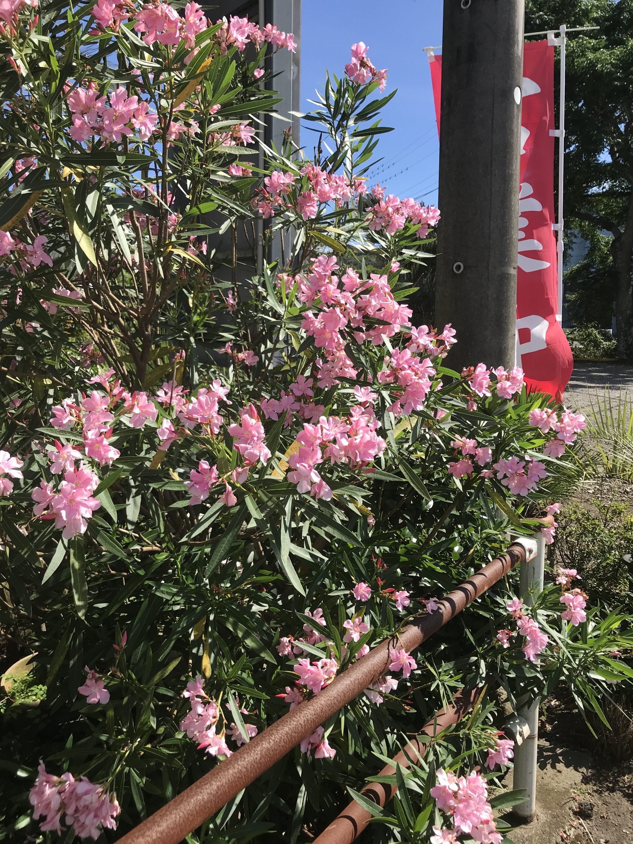 キョウチクトウ ハイビスカス 甘夏の実